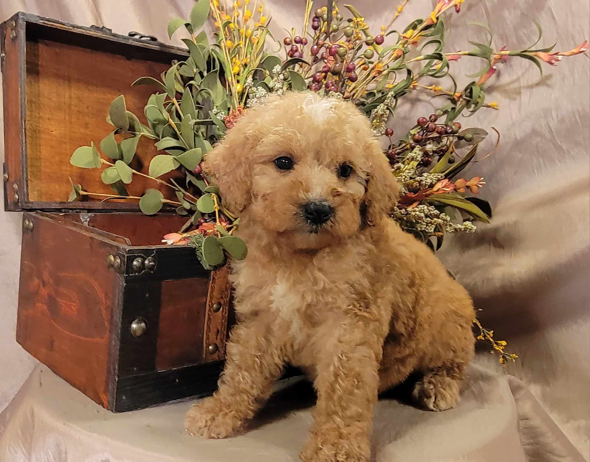 puppy, for, sale, Goldendoodle Mini F1B, Lana  Arnall, dog, breeder, Hartville, MO, dog-breeder, puppy-for-sale, forsale, nearby, find, puppyfind, locator, puppylocator, aca